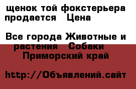 щенок той-фокстерьера продается › Цена ­ 25 000 - Все города Животные и растения » Собаки   . Приморский край